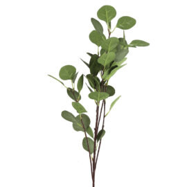 eucalyptus groen